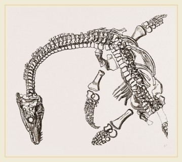Plesiosaurus as imbedded