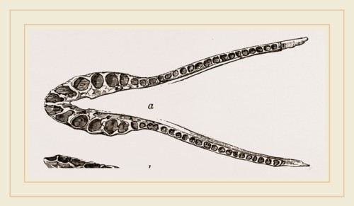 Lower Jaw of Plesiosaurus