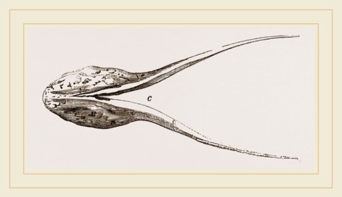 Lower Jaw of Plesiosaurus