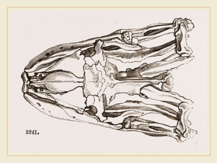 Skull of Python