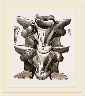Vertebrre of Boa