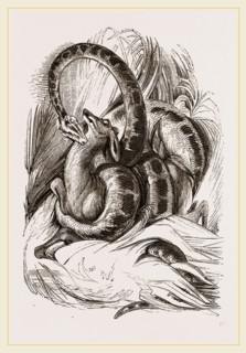Emperor Boa