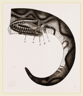 Tail of Boa