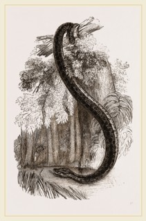 Anaconda