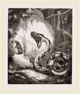 Boa Constrictor