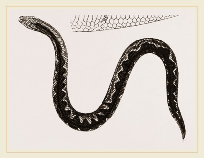 Bengal Eryx