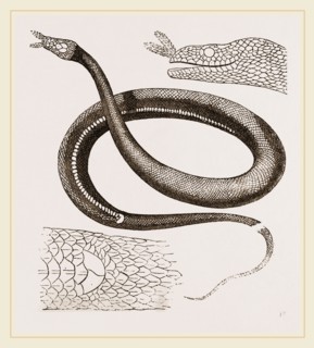 Tentacled Herpeton