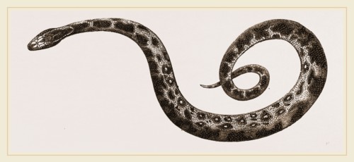 C6â€îTiger-Python