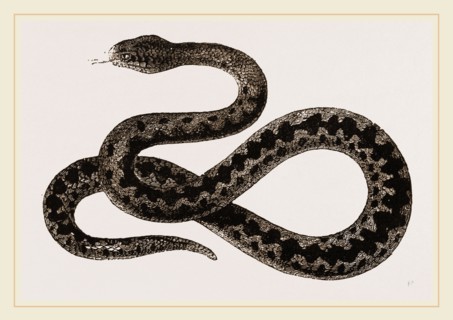 Viper