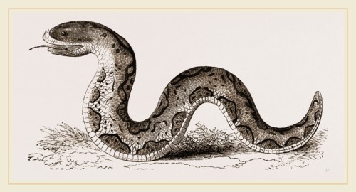 El Effah  Viper