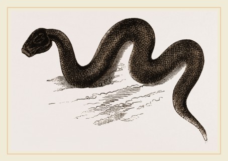 Unadorned Viper
