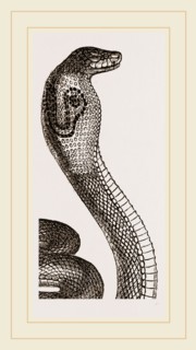 Indian Naja