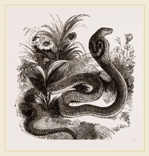 Indian Naja