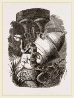 Egyptian Cerastes