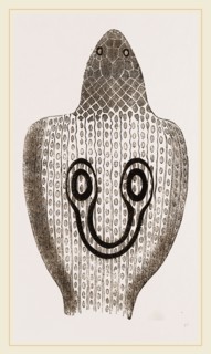 Hood of Naja