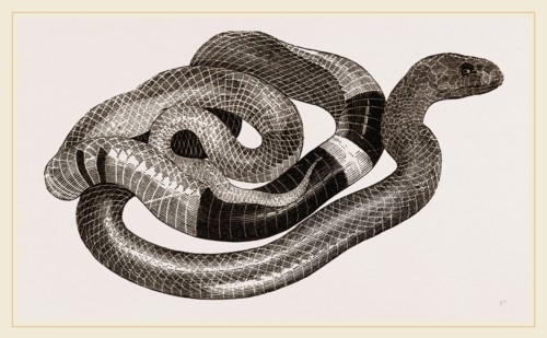 Egyptian Cobra or Asp