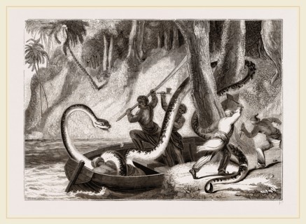 Boa attacking a sleeping lasear