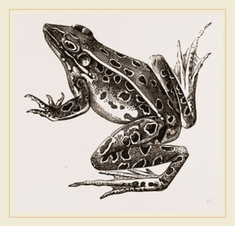 Water-Frog