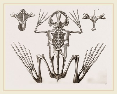 Skeleton of Cape Dactylaethra