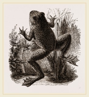 Bull-Frog