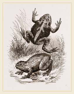 Painted Frogs