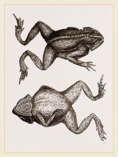 Mitred Toad
