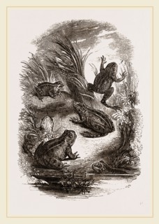 Water-Frogs
