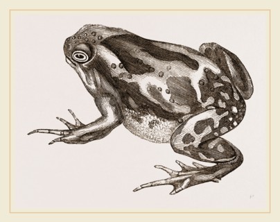 Marbled Toad