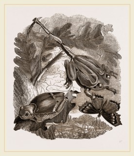 Green Tree-Frogs
