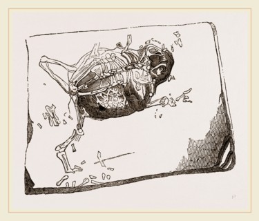 Gessner's Fossil Toad