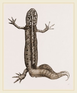Common Water Newt Male