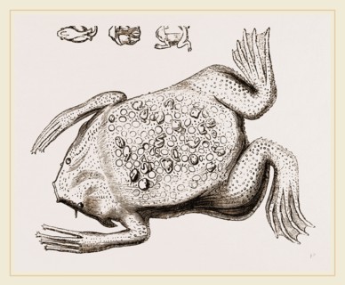 Surinam Toad
