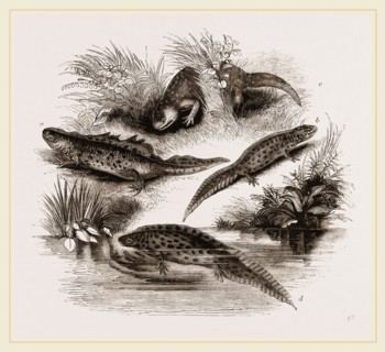 British Water Newts