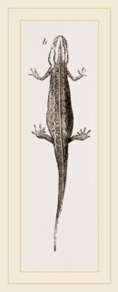 Common Smooth Newts