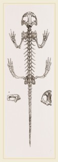Skeleton of Salamander