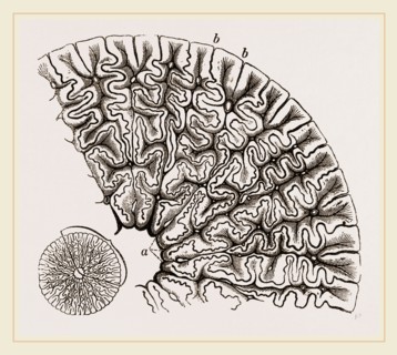 Tooth of Labyrinthodon