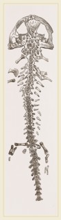 Great Fossil Salamander