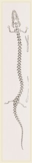 Skeleton of Proteus