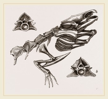 Head  of Striated Siren