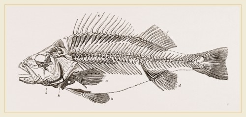 Slieleton of Perch