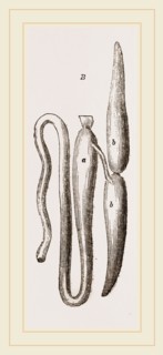 Simming-bladders of Dace and Conger-Eel