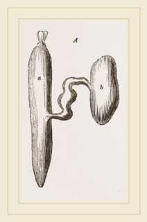 Simming-bladders of Dace and Conger-Eel