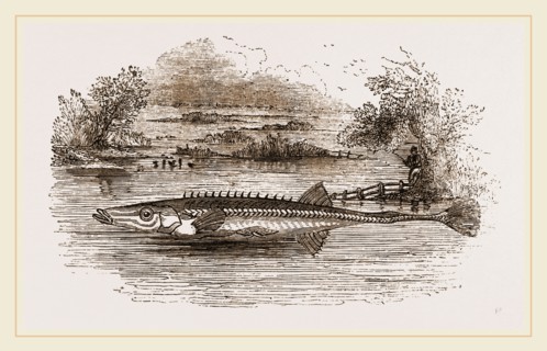 Fifteen spined Stickleback