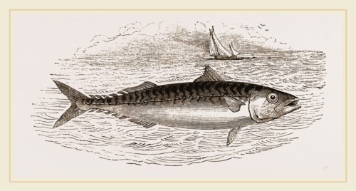 Mackerel