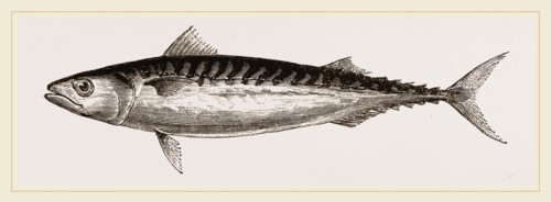 Mackerel