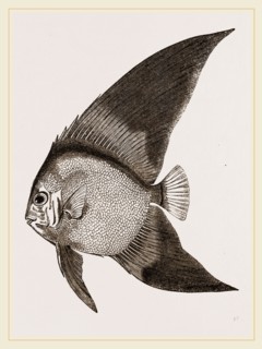 Bat Chaetodon