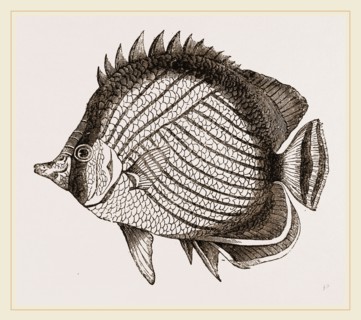 Wandering Chaetodon