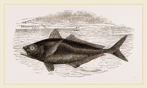 Horse-Mackerel