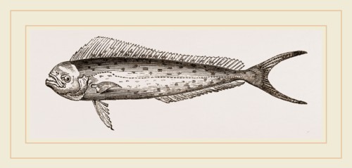 Dorado