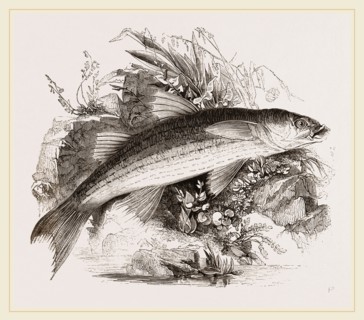 Grey Mullet